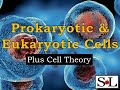 Comparing Prokaryotic and Eukaryotic Cells