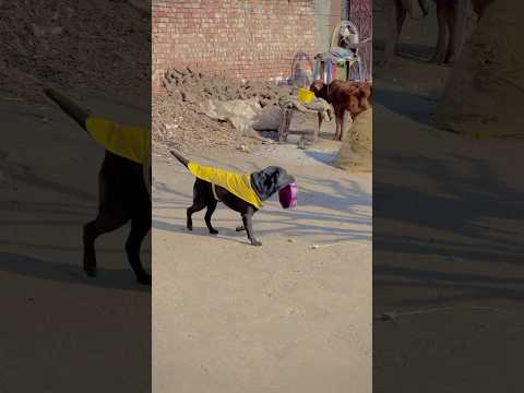 Best train dog 🐕AJ | Salman Dhillon| Doglover| rocky | best train dog | Labrador