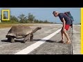 Narrator's Encounter with Tortoises
