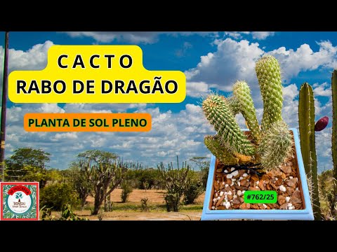 #RABO DE DRAGÃO. CACTO?          #PauloBonsai​​​​​​​​​​​😉😍