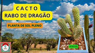#RABO DE DRAGÃO. CACTO?          #PauloBonsai​​​​​​​​​​​😉😍