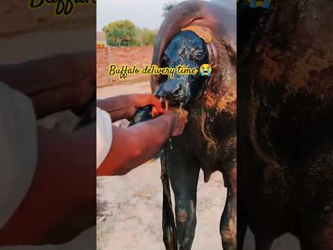 Buffalo Delivery time 😭#dairyvlog #buffaloshorts #shortvideo #dairyfarm #youtubeshorts