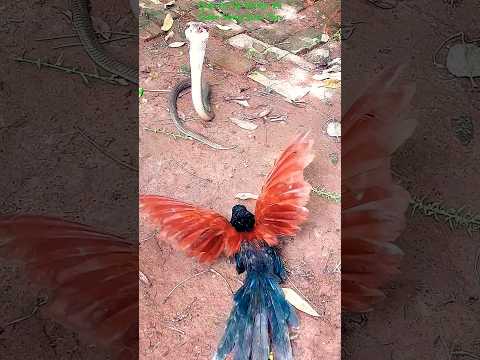 #nature #рысь cuộc chiến bìm bịp và rắn hổ mang 1#birds #cobra #viralvideo #shorts #funny #love #yt