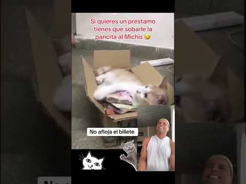 Vean a este gatito no afloja ni un centavo comenta 🤣.. #comedia #shorts