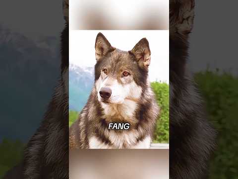 ๐บ The little wolf finally found an owner who truly loved him. #movie #film