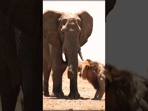 The elephant just tossed a lion! 🐘🤯#elephant #lion #animalfight #aiart #shorts