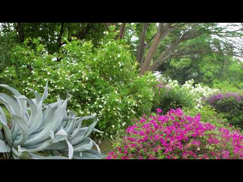 Discover Martinique, Fort De France, Martinique