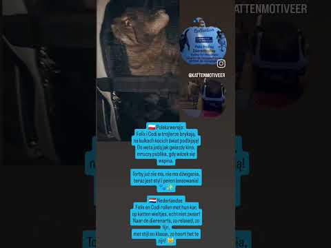 Felix en Codi rollen met hun kar,op katten wieltjes, echt niet zwaar!.😻#bolcom . #dc #trolley #cat