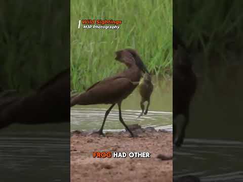 Fearless Frog ATTACKS Giant Bird to Escape