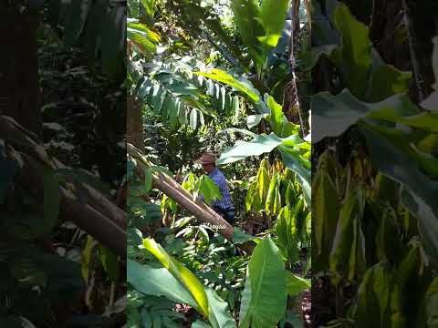 Tebang pokok di kebun