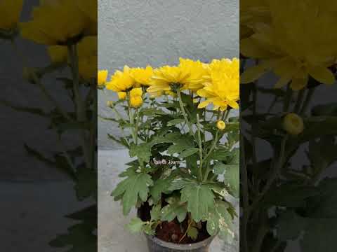 welcome home 🏡 #plants #welcomehome #aloevera