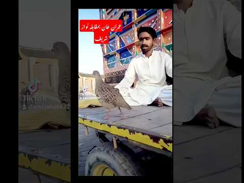 imran khan vs nawaz shareef#🕊️ #birds #shortsvideo #famousteetar