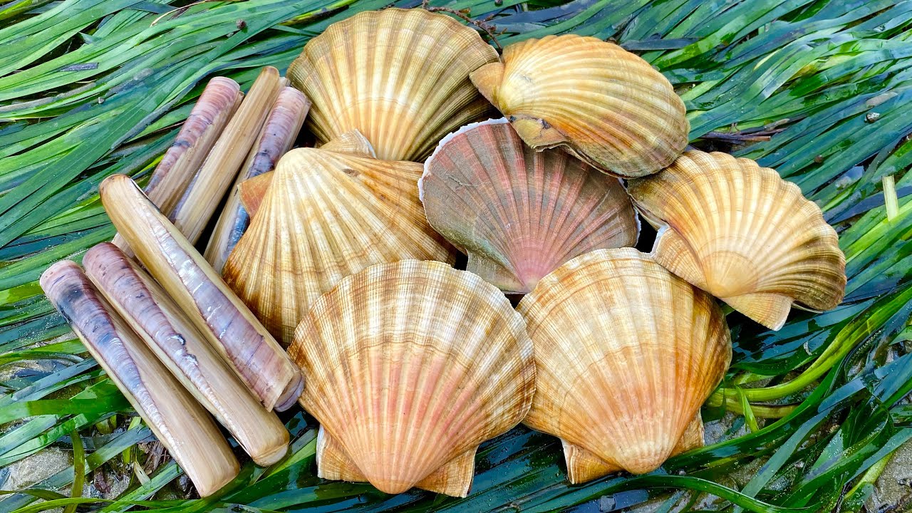 Coastal Foraging for Scallops, Mussels, Cockles, Oyster, Crab, Clams Beach cook up - The Fish Locker