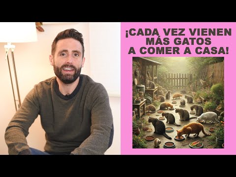 ¿Por qué cada vez más gatos aparecen en casa buscando comida? + reflexión