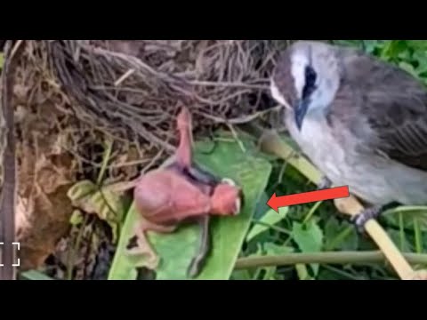 the mother bird continues to look after her fallen chick