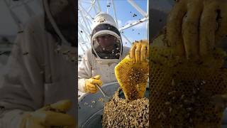 Bee Removal: Real or AI?