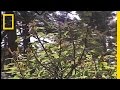 Monarch Butterfly Conservation Challenges
