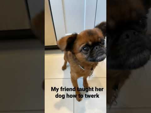 My dog can twerk