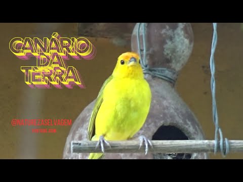 Canário da terra lindo construindo seu ninho gravado 06 /02 /2025