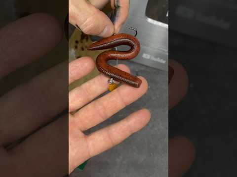 artificial bait for fishing! Worm lure for bass fishing ! #fishingvideo #bassfishing #itopfishing