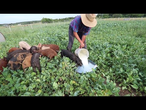 PIG Farmer Revolutionizes Health Food