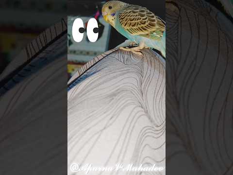 Mithuwa😍| #birds #birdlovers #birdslife #lovebirds #trending #viral #shortsfeed #youtubeshorts