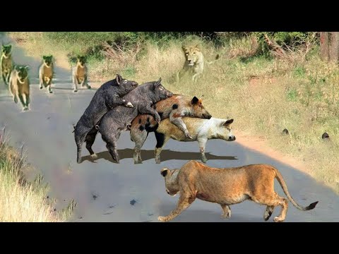 Flock of Hungry Lions Surround Hunting Warthog Full of Dramatic - Survival Battle of Wildlife 2024