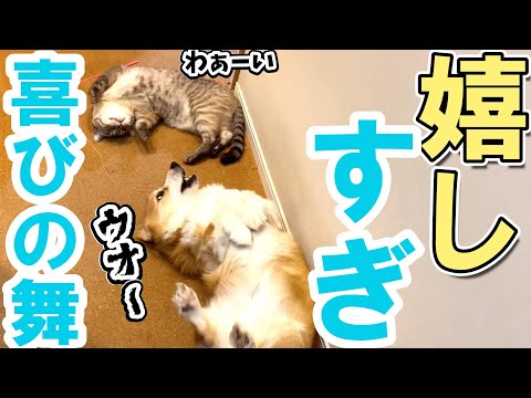 父が出張から帰ってきたのが嬉しすぎて犬と猫がこうなりました。