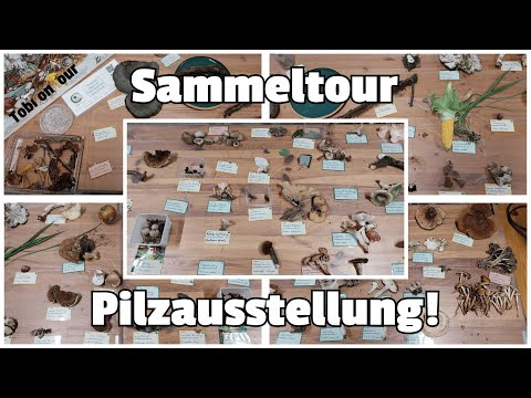Sammeltour für Pilzausstellung auf dem Weinfest in Burrweiler (#pfalz #mushroom #natur #pfälzerwald)