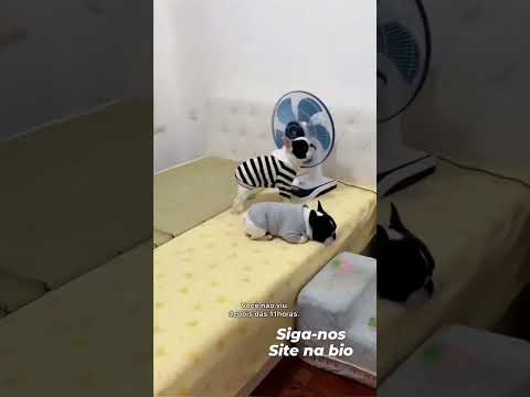 kepanasan yoo pusssss #catcomedy #funny cat #catvideos