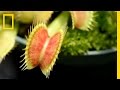 Plant Smuggling and Conservation Awareness