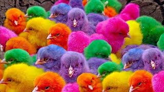 Menangkap Ayam Warna, ayam lucu, ayam warna warni, bebek lucu, kelinci lucu, hewan lucu