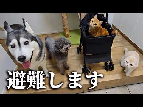 突然の大雨で避難することに...