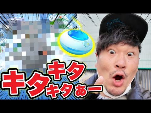 限定色違い！おこう30分開始！クリスマスに卒業しました【ポケモンGO】