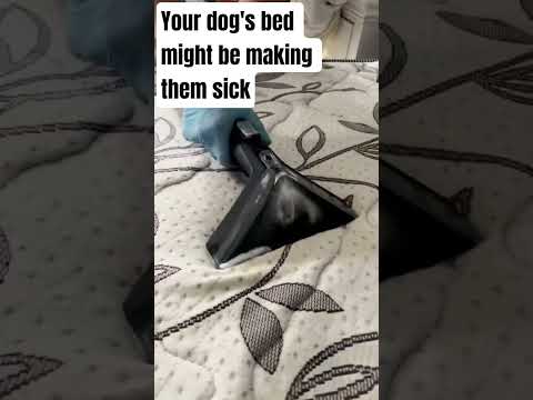 That Cute Bed Might Be Full of Germs#pettips#dogcare #shorts#viral#doghealth #dogbreeds#dognutrition