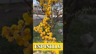 Perfume Casero con Aromito o Espinillo🌼