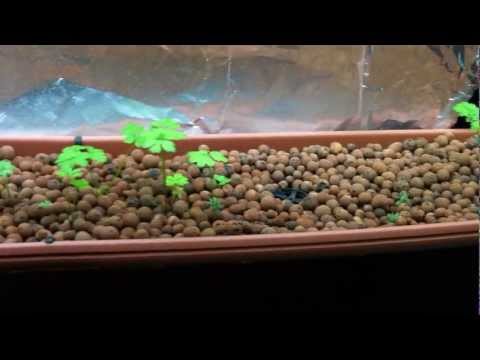 Low Tech Indoor Aquaponic System - Update Following Storm Power Failures