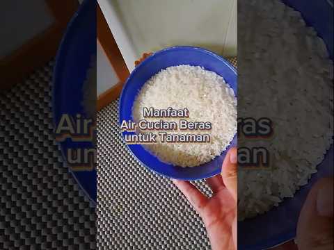 Manfaat Air Cucian Beras untuk Tanaman! 🌿