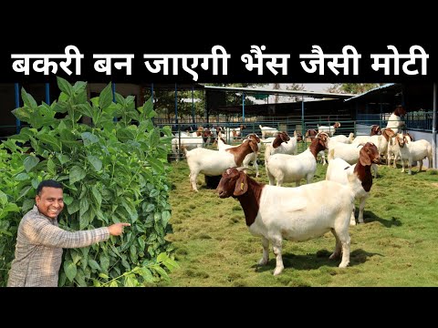 बकरी को मोटा करने के लिए क्या खिलाएं ? | Goat Diet | Best Green Fodders for Goats