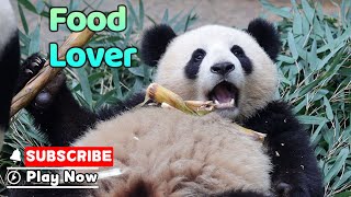 The Panda's Perfect Tummy Table! | iPanda