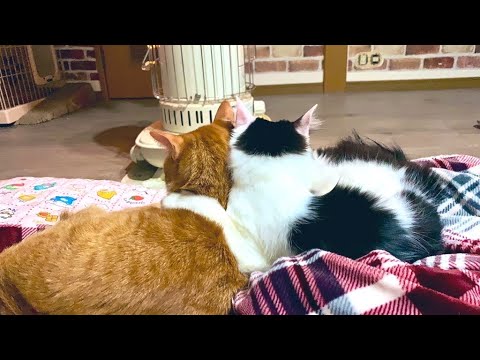 【保護猫】ストーブ解禁したら肩組んで喜ぶ可愛い猫たち【ラブラドールレトリバー】