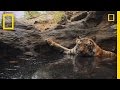 Tiger Conservation and Photography