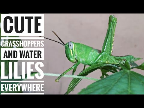 Cute Grasshoppers and Water Lilies Everywhere