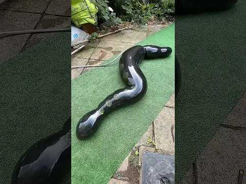 There is water filled inside the snake made of rubber. #shortsvideo
