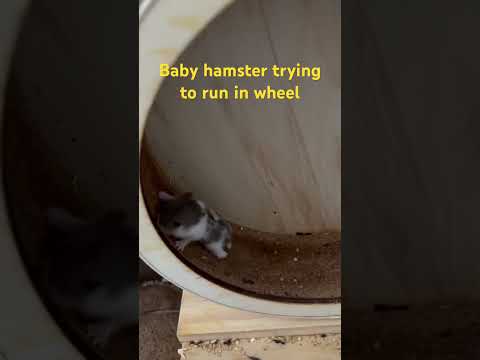 #cute #hamsters #funnyanimalshort #cuteshorts