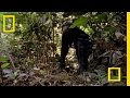 Bonobo Social Structure and Behavior