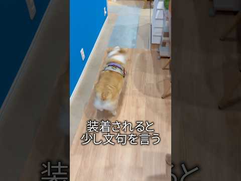 いつもこれだけど外の出ると元気 #コーギー #つーちゃん #corgi