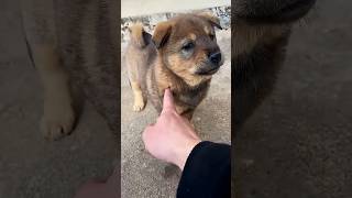 funny dog #pets