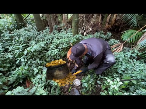 Em Busca do Pote de Ouro Perdido na Floresta!