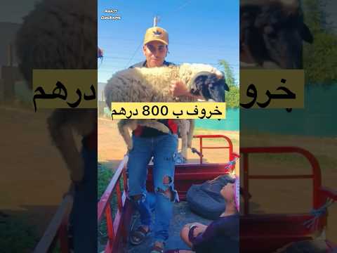 خروف ب 800 درهم #المغرب